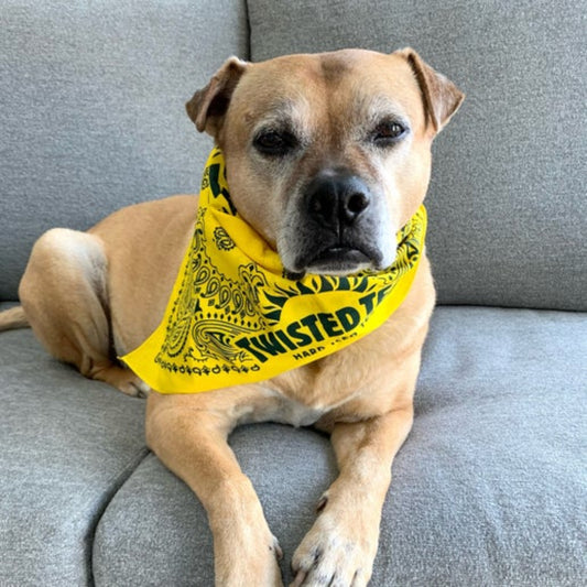 Dog wearing a yellow bandana with text, sitting on a gray couch.